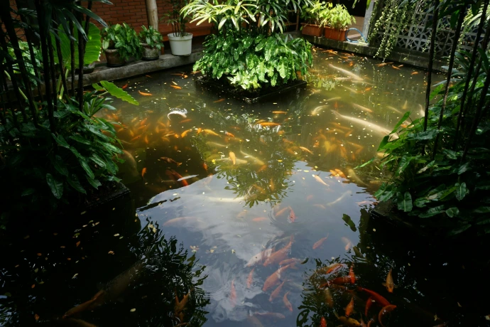 A pond with many colorful koi fish.